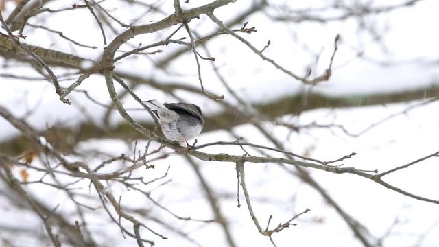 Dark-eyed junco small bird closeup perched sitting on oak tree during winter snow in Virginia flying away jumping
