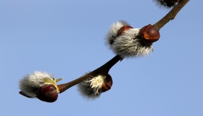 Chatons au printemps