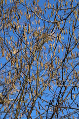 Chatons au printemps