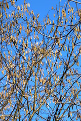 Chatons au printemps