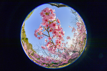 早春の河津桜と青空