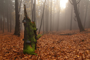 Nebelmorgen im Herbstwald