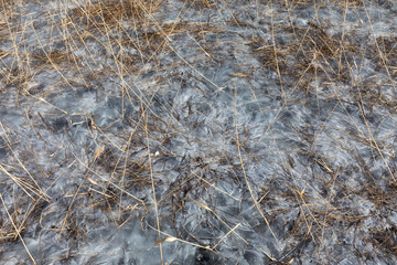 Reeds in winter