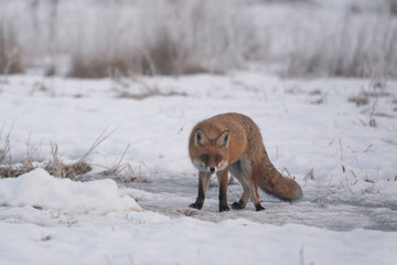 Red fox in snow