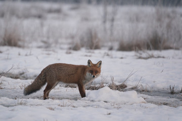 red fox in snow