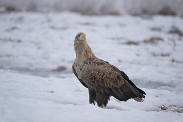 White-tailed eagle
