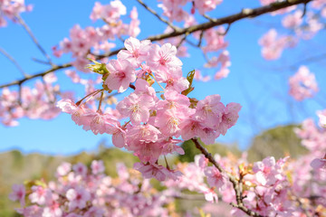 早春の河津桜と青空