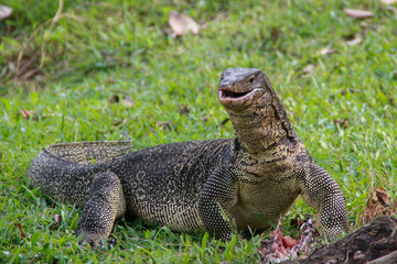 A large scaly monitor lizard in a park in Thailand hunts and eats a bird on the grass. Wild Animals of Asia