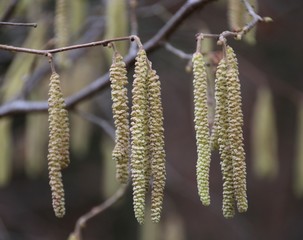 Chatons au printemps