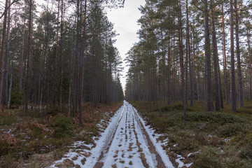 road in the forest