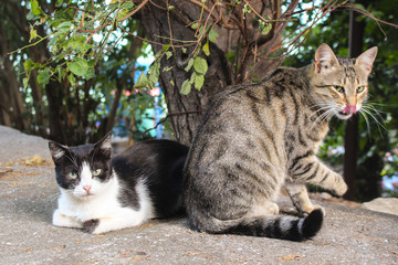 Naklejka na ściany i meble Two cats. In the towns near the warm sea are always very many cats of all colors and shades