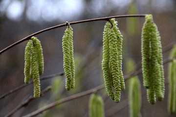 Chatons au printemps