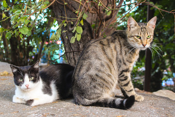 Naklejka na ściany i meble Two cats. In the towns near the warm sea are always very many cats of all colors and shades