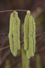 Chatons au printemps