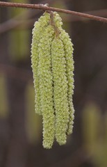 Naklejka premium Chatons au printemps