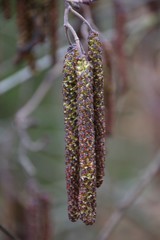 Chatons au printemps