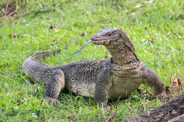 A large scaled monitor lizard in a park in Thailand is hunting on the grass. Wild Animals of Asia