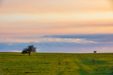 Lonely tree in the pampas plain, Patagonia, Argentina