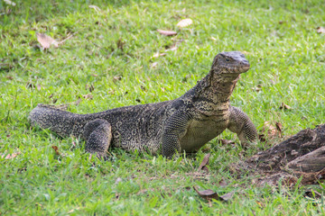 A large scaled monitor lizard in a park in Thailand is hunting on the grass. Wild Animals of Asia