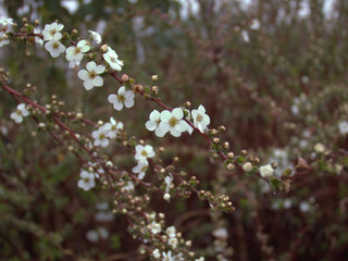 森に咲くユキヤナギの白い花