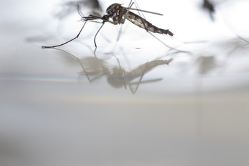 Anopheles sp. is a species of mosquito in the order Diptera, Anopheles sp. in the water for education.