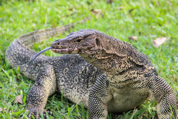 A large scaled monitor lizard in a park in Thailand is hunting on the grass. Wild Animals of Asia