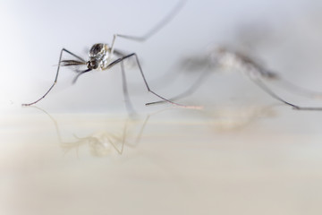 Anopheles sp. is a species of mosquito in the order Diptera, Anopheles sp. in the water for education.