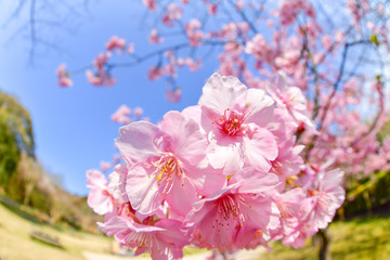 早春の河津桜と青空