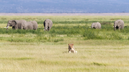 Obraz premium Young adult lioness in the lush green grasslands of Amboseli National Park, Kenya. A herd of elephants are walking behind her against the foothills of Mount Kilimanjaro. 