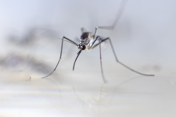 Anopheles sp. is a species of mosquito in the order Diptera, Anopheles sp. in the water for...