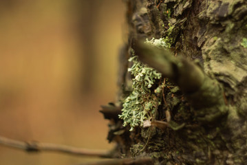 bunch of fresh thyme in hand