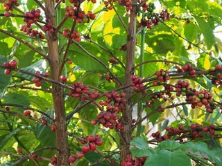 Red Coffee beans ripening on a branch at coffee plantation and waiting to harvest.