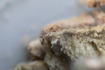 Rhizopus (bread mold) is a genus of common saprophytic fungi,Rhizopus (bread mold) under the microscope.
