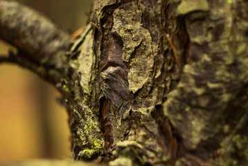 lizard on the tree