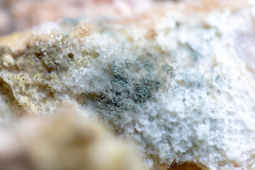 Fototapeta na wymiar Rhizopus (bread mold) is a genus of common saprophytic fungi,Rhizopus (bread mold) under the microscope.