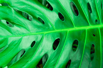 Fototapeta na wymiar Philodendron monstera obliqua (Monstera deliciosa, the ceriman or swiss cheese plant) green leaf background