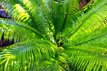 Fresh green leaves pattern of tropical fern tree growth in the nature forest