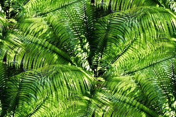 Fresh green leaves pattern of tropical fern tree growth in the nature forest