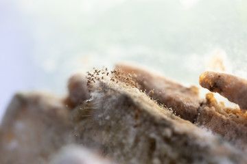 Rhizopus (bread mold) is a genus of common saprophytic fungi,Rhizopus (bread mold) under the microscope.