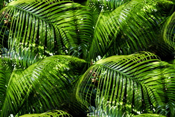 Fresh green leaves pattern of tropical fern tree growth in the nature forest