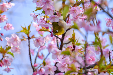 早春の河津桜と青空