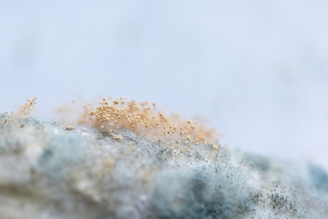 Rhizopus (bread mold) is a genus of common saprophytic fungi,Rhizopus (bread mold) under the microscope.