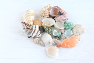 Colorful beautiful tropical seashells with selective focus on white wooden background. Summer vacation backdrop with different exotic sea shells. Beautiful summer flat lay with set of natural shell