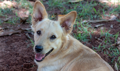 Naklejka premium cachorro