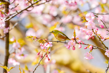 早春の河津桜と青空