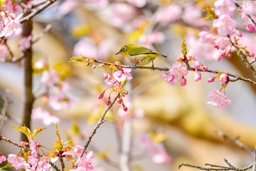 早春の河津桜と青空