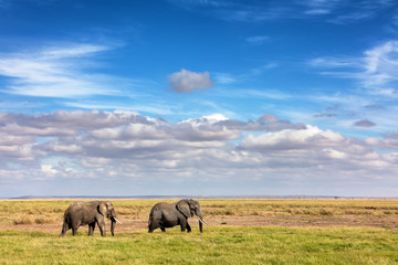 Naklejka na ściany i meble Elephants walking in the grasslands of Amboseli