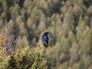 watching the watcher 