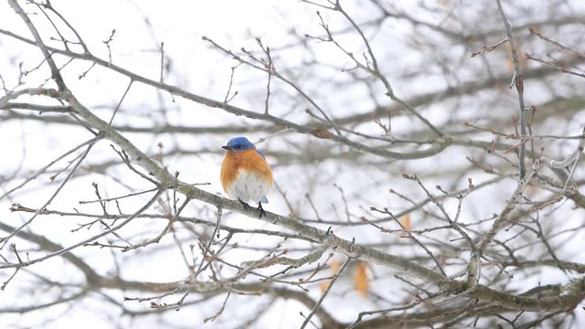 Blue bluebird one single bird perched on oak tree branch during winter snow in Virginia with vibrant color in slow motion