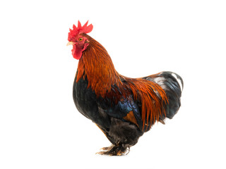 rooster on stump isolated